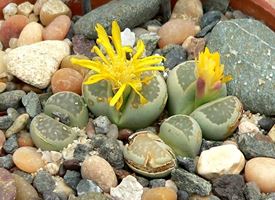 Coltivare Lithops