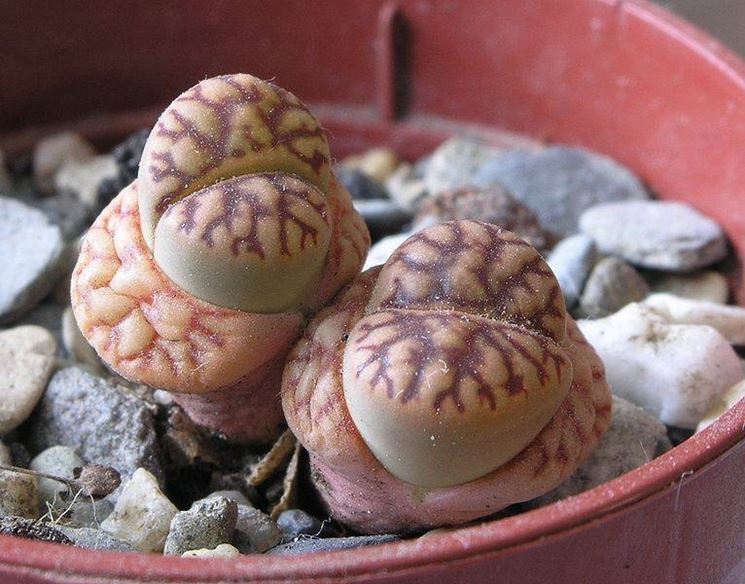 lithops