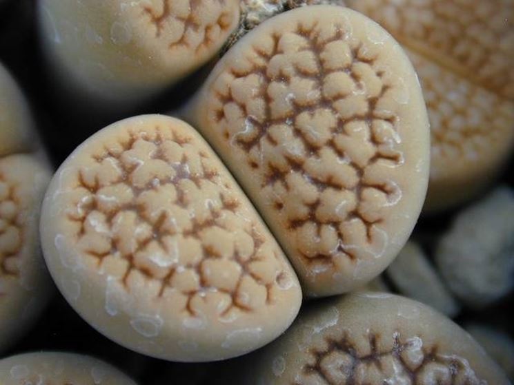 lithops