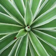 Agave sisalana 