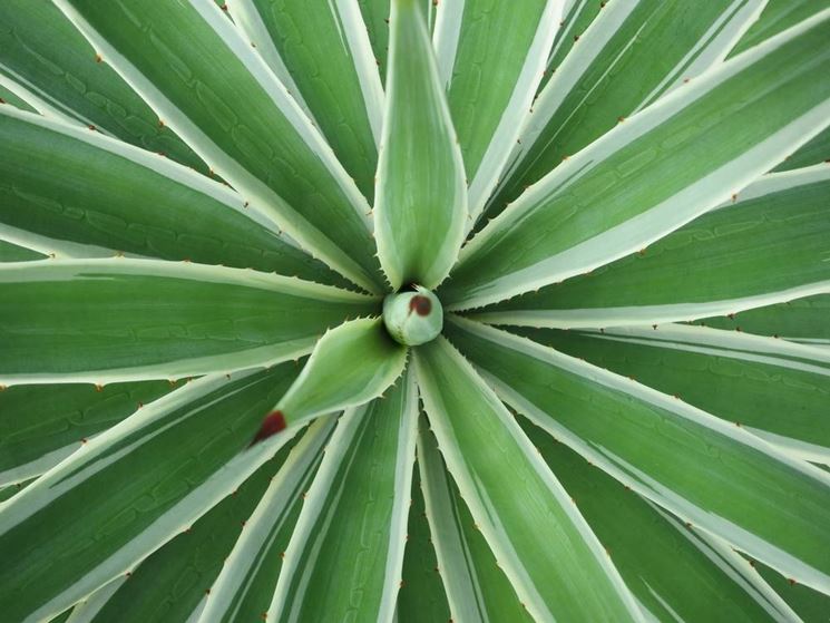 Agave sisalana 