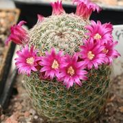 fiori mammillaria 