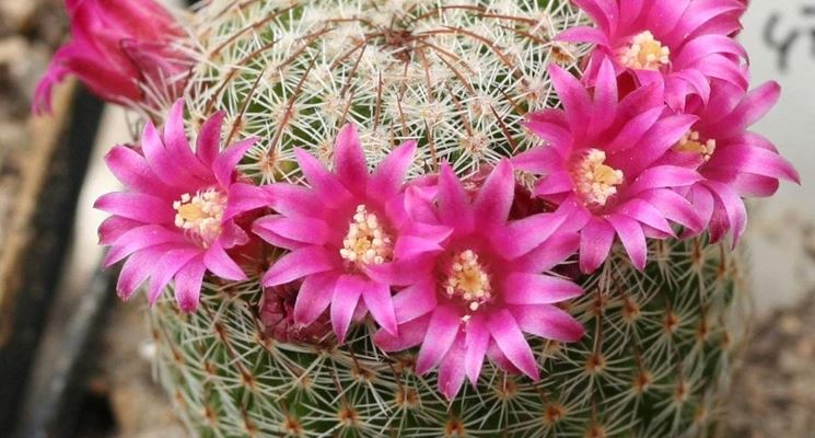 fiori mammillaria 