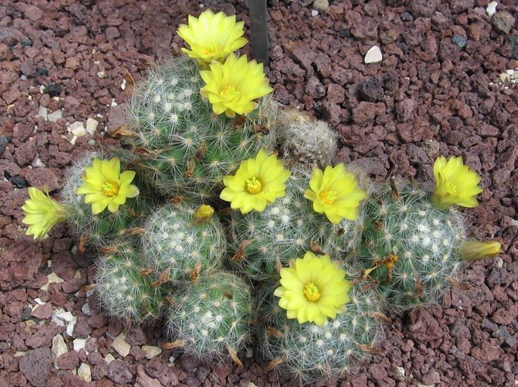 fiori gialli mammillaria 