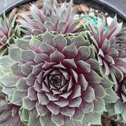 sempervivum