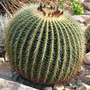 Cura del cactus 