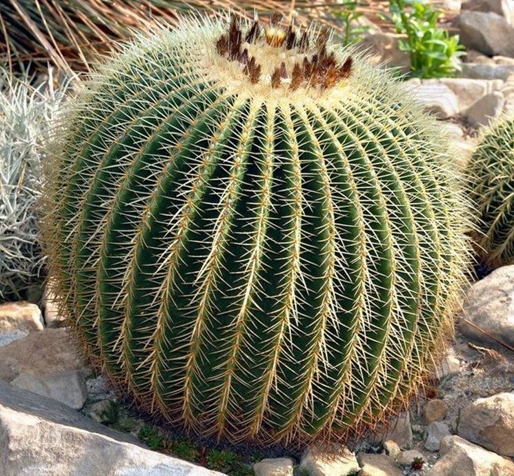 Cura del cactus 