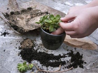 piante grasse vaso 