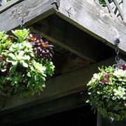 piante grasse da balcone 