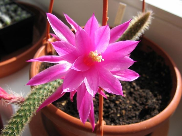 Aporocactus