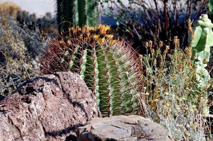 cactus spinoso
