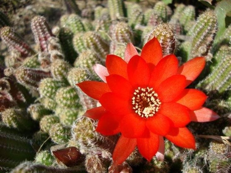 cactus in fiore