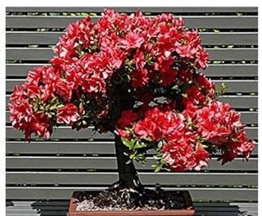 bonsai azalea 