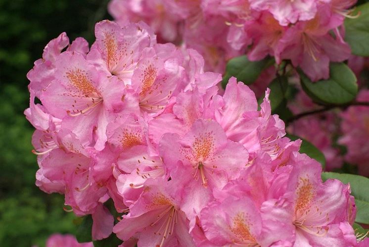 fiori azalea 