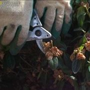 potatura azalea