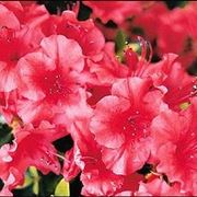 Azalea 