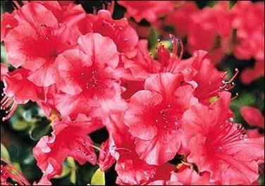 Azalea 