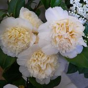 fiore di camelia bianco