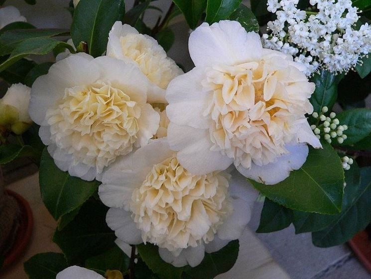 fiore di camelia bianco