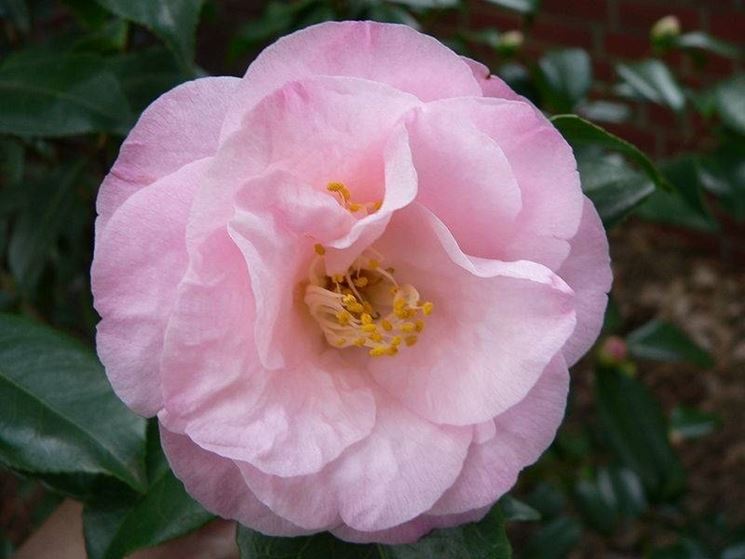 particolare di una camelia rosa