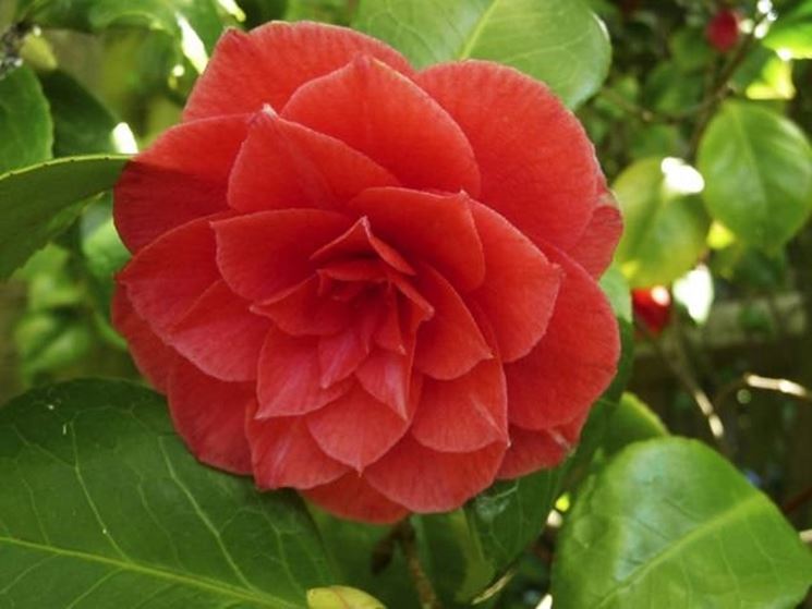 pianta di camelia