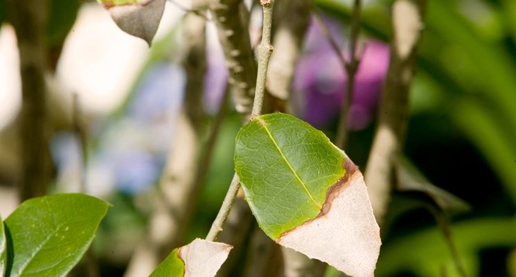 foglie camelia