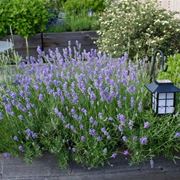 Lavandula