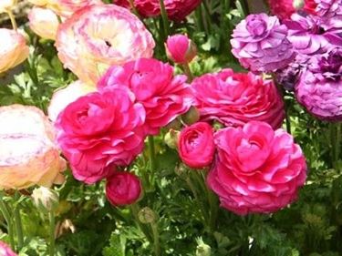 Ranuncolo o Ranunculus Asiaticus
