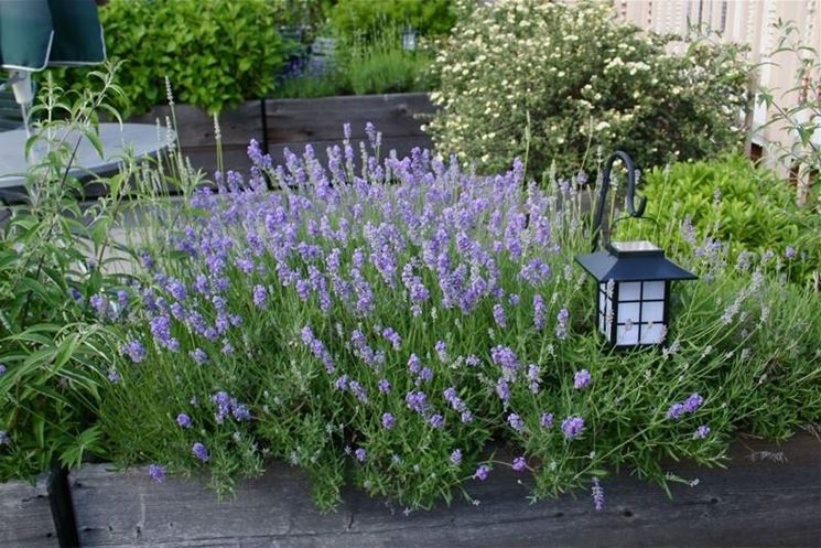 Lavandula