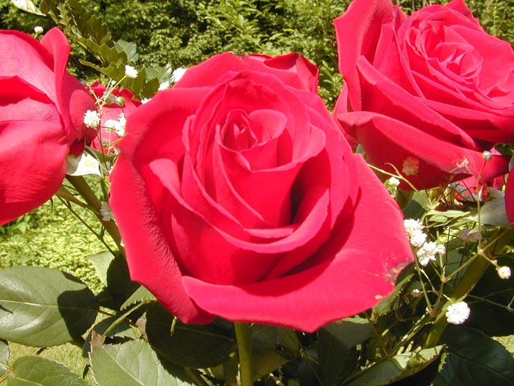 Rosa First Red