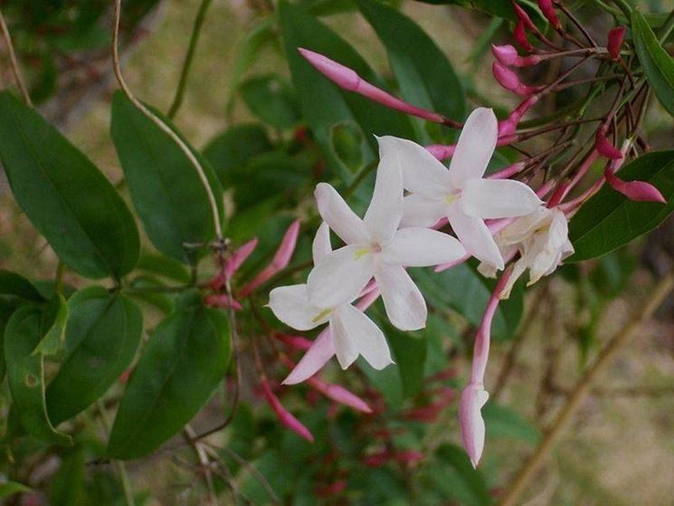 fioritura del gelsomino rampicante