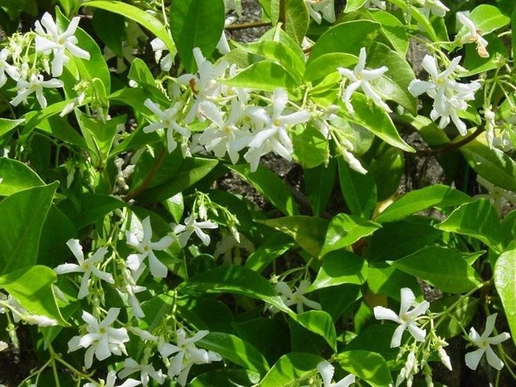 gelsomini rampicanti appena fioriti