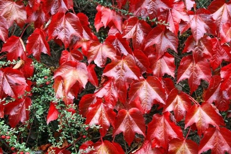 Colorazione autunnale della vite canadese