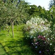 Alberi da frutto in un giardino