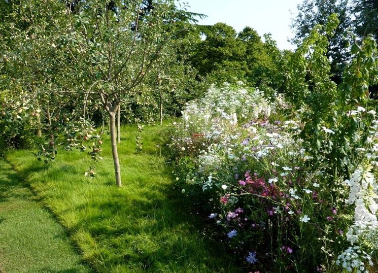 Alberi da frutto in un giardino