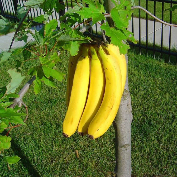 banana matura 