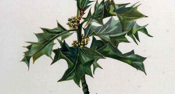 Disegno botanico di ilex aquifolium