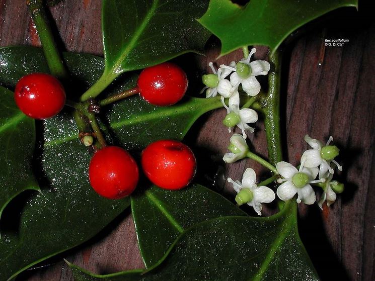 Foglie e bacche di agrifoglio