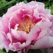 Peonia di colore rosa