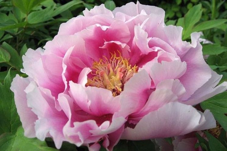 Peonia di colore rosa