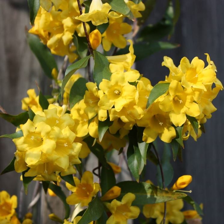 Variet di Gelsomino giallo