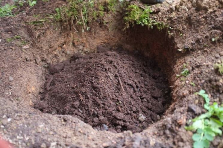 Foro per accogliere la rosa