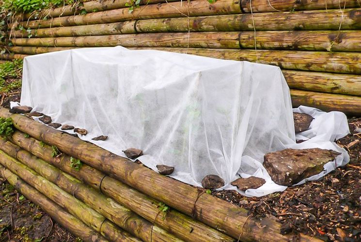 Piante circondate con un velo di protezione contro il freddo