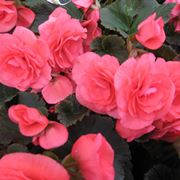 begonia cura