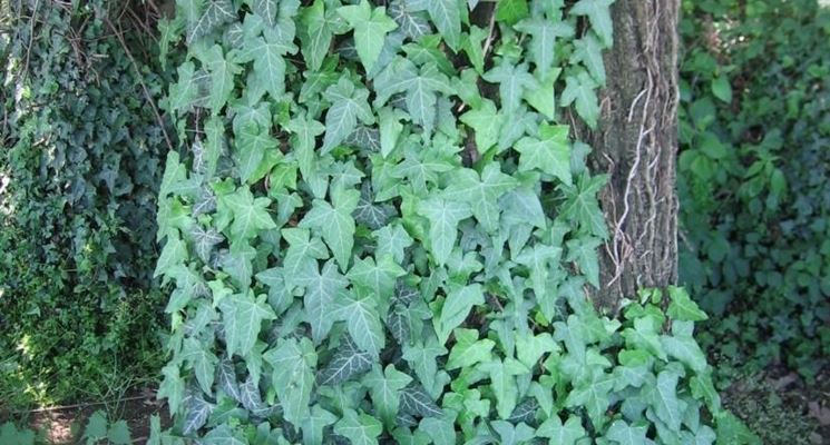 Edera rampicante spontanea su albero