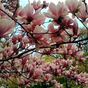 migliori alberi da giardino