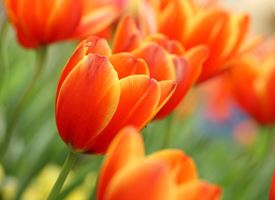 I migliori tulipani