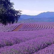 Coltivazione di lavanda