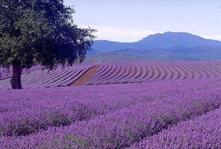 Coltivazione di lavanda