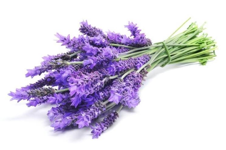 Fiori di lavanda